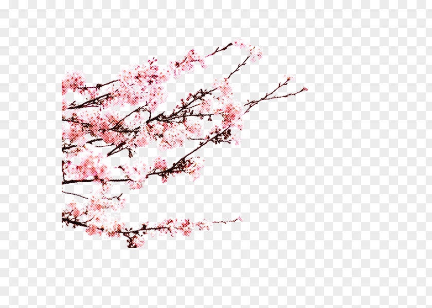 Cherry Blossom PNG