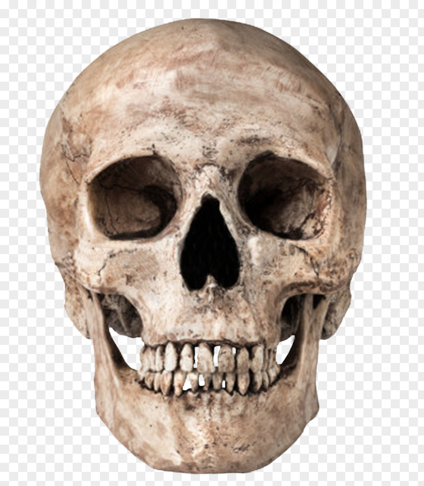 Skull PNG clipart PNG