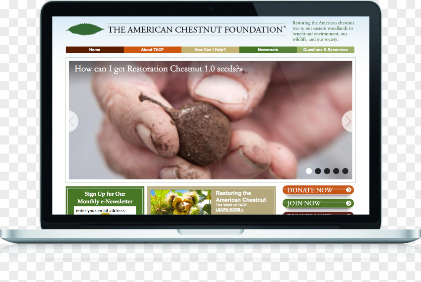 The American Chestnut Foundation Tree Partnership Indigenous Peoples Of Eastern Woodlands PNG