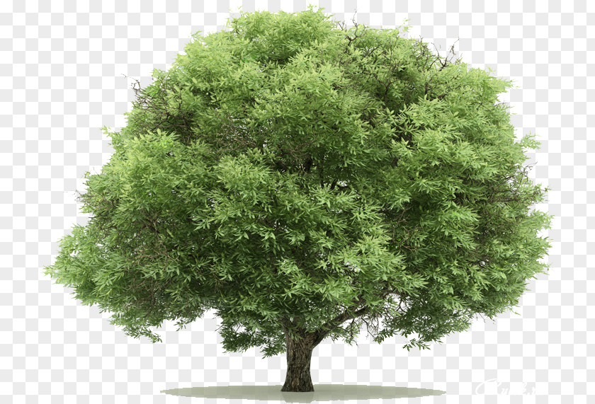 20 Tree PNG