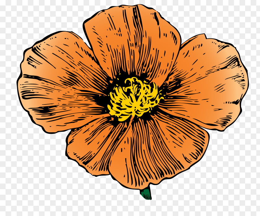 Poppy California Clip Art PNG