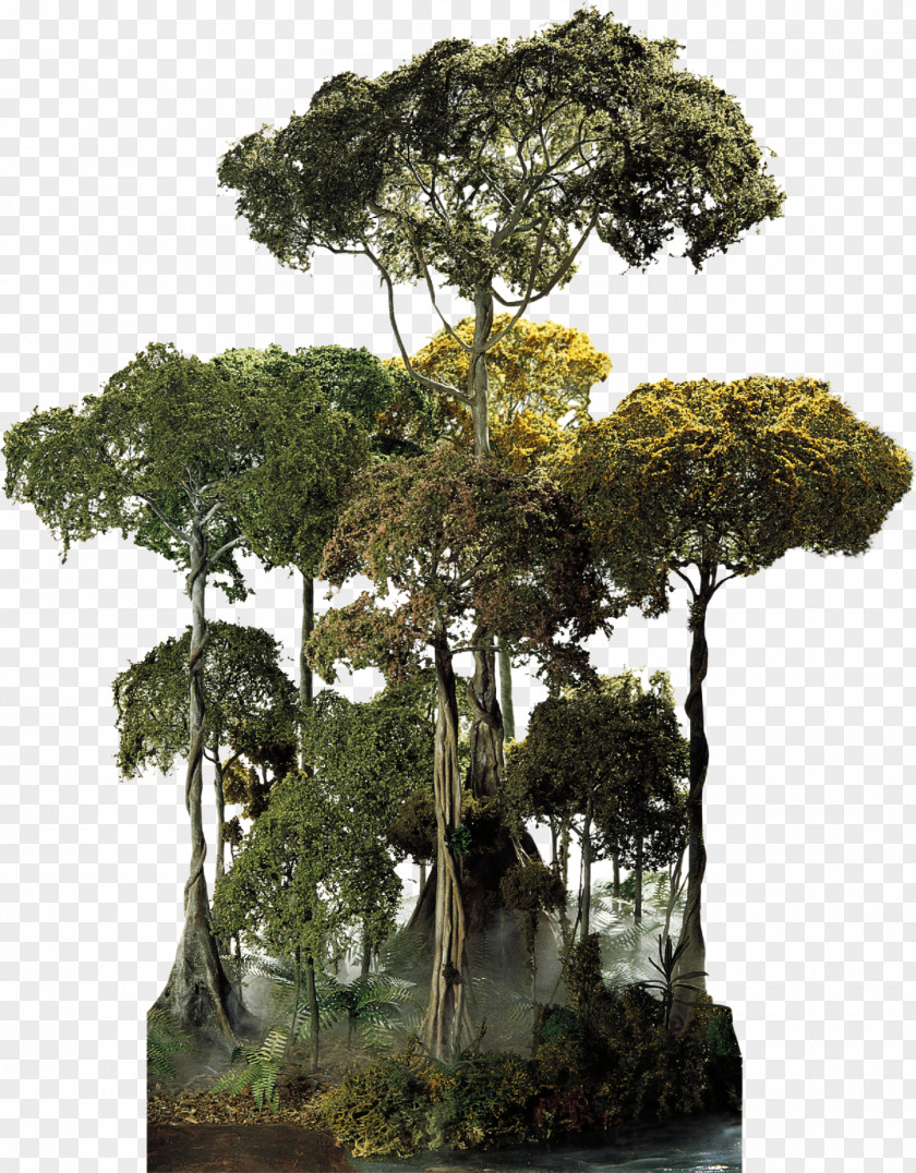 Tree Top El Yunque National Forest Amazon Rainforest Cloud Canopy PNG