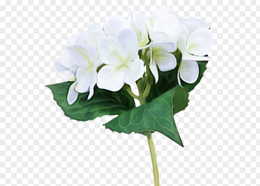 Floral Design PNG