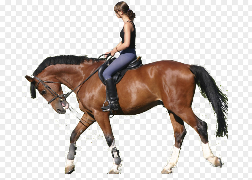 Horse Equestrian Clip Art Pony PNG
