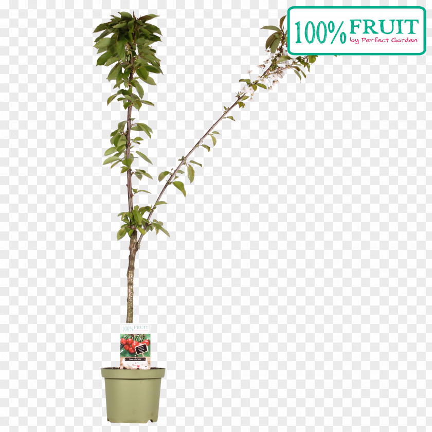 Leaf Flowerpot Houseplant Evergreen Shrub PNG