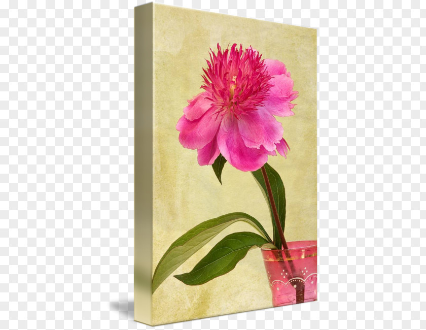 Peony In Vase Still Life Photography Floral Design PNG