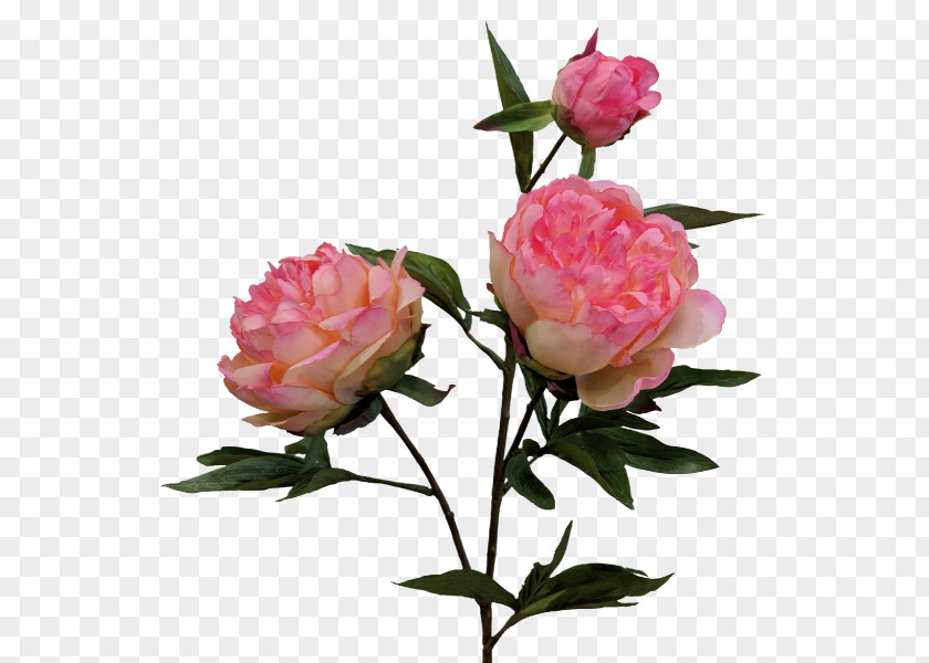 Peony Wedding Cabbage Rose Garden Roses Floribunda Cut Flowers PNG