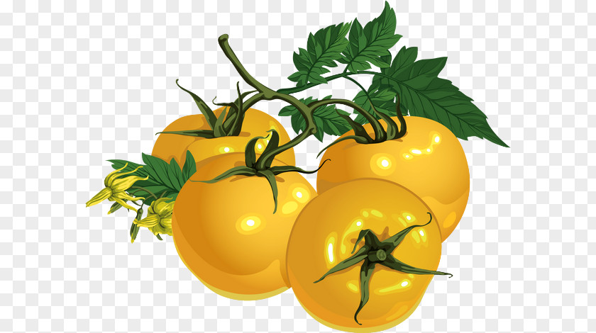 Tomato DRAWING Vegetarian Cuisine Vegetable Cherry Food PNG