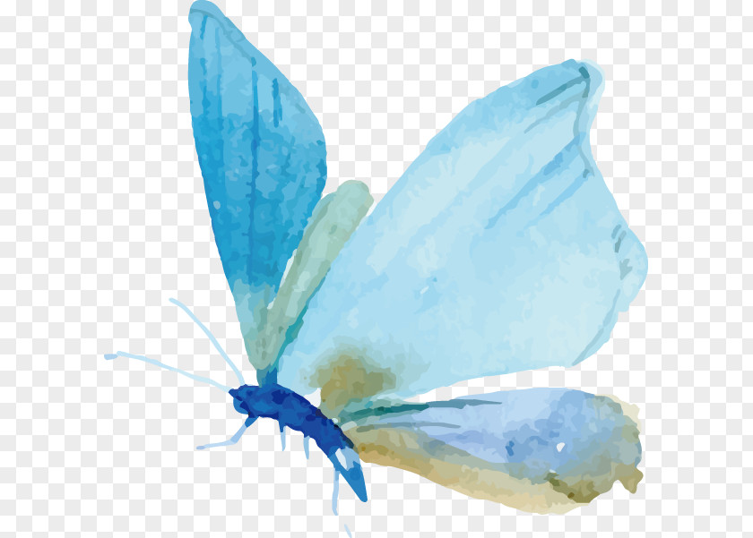 Vector Painted Butterfly Watercolor Painting Moth Euclidean PNG