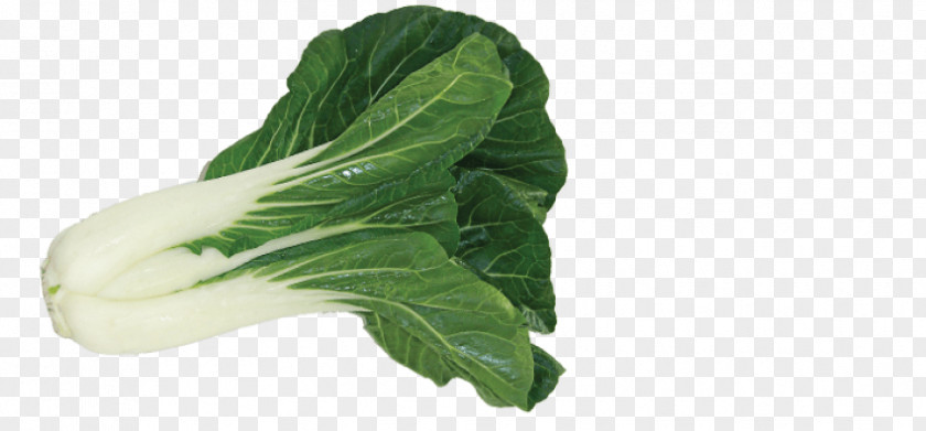 Bok Choy Chard Sum PNG