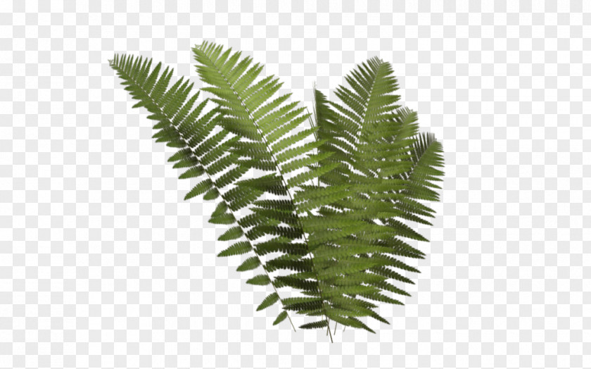 Fern Frond Leptosporangiate Plant Clip Art PNG