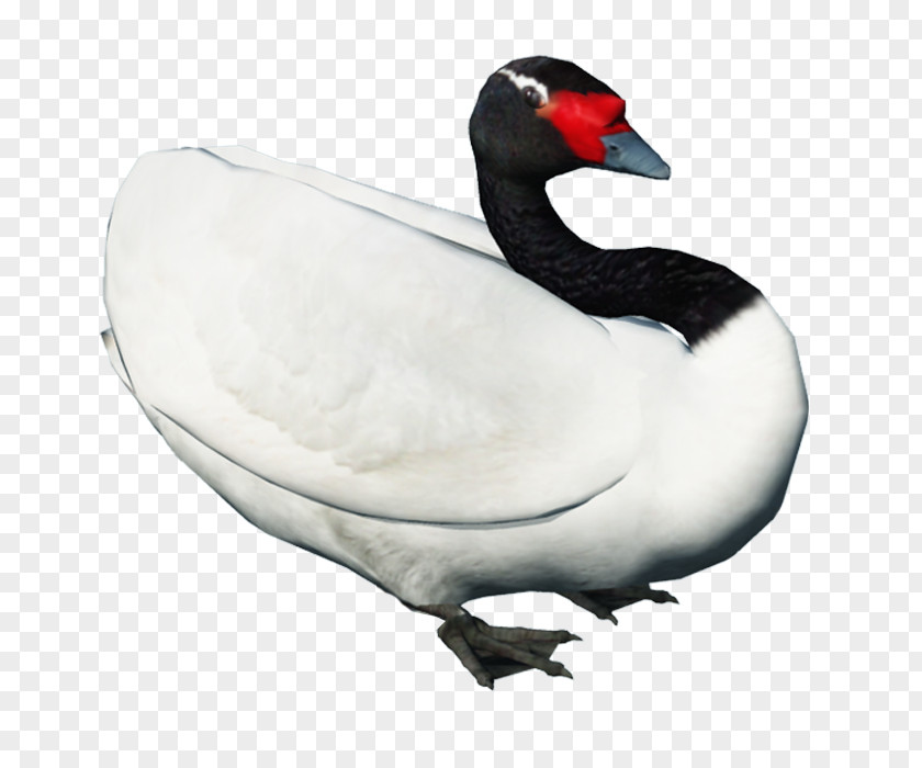 Goose Duck Cygnini Swan Bird PNG