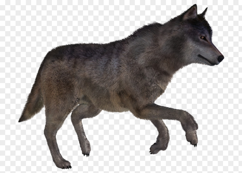 KURT Alaskan Tundra Wolf Kunming Wolfdog Coyote Red PNG