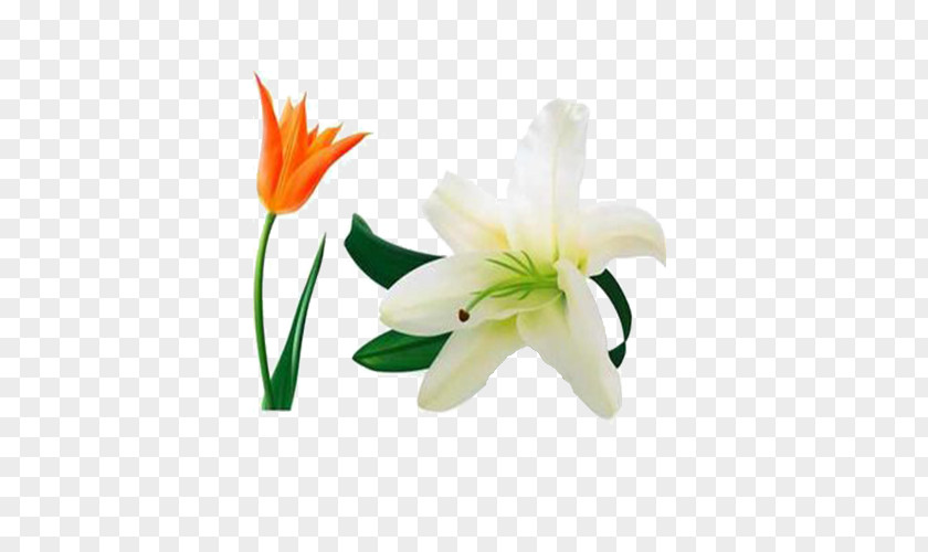 Lily Floating Material Lilium Flower PNG