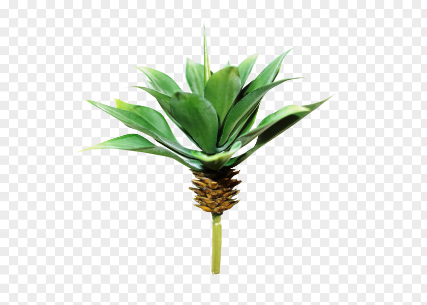 Suculent Plant Tree Agave Arecaceae Artificial Flower PNG