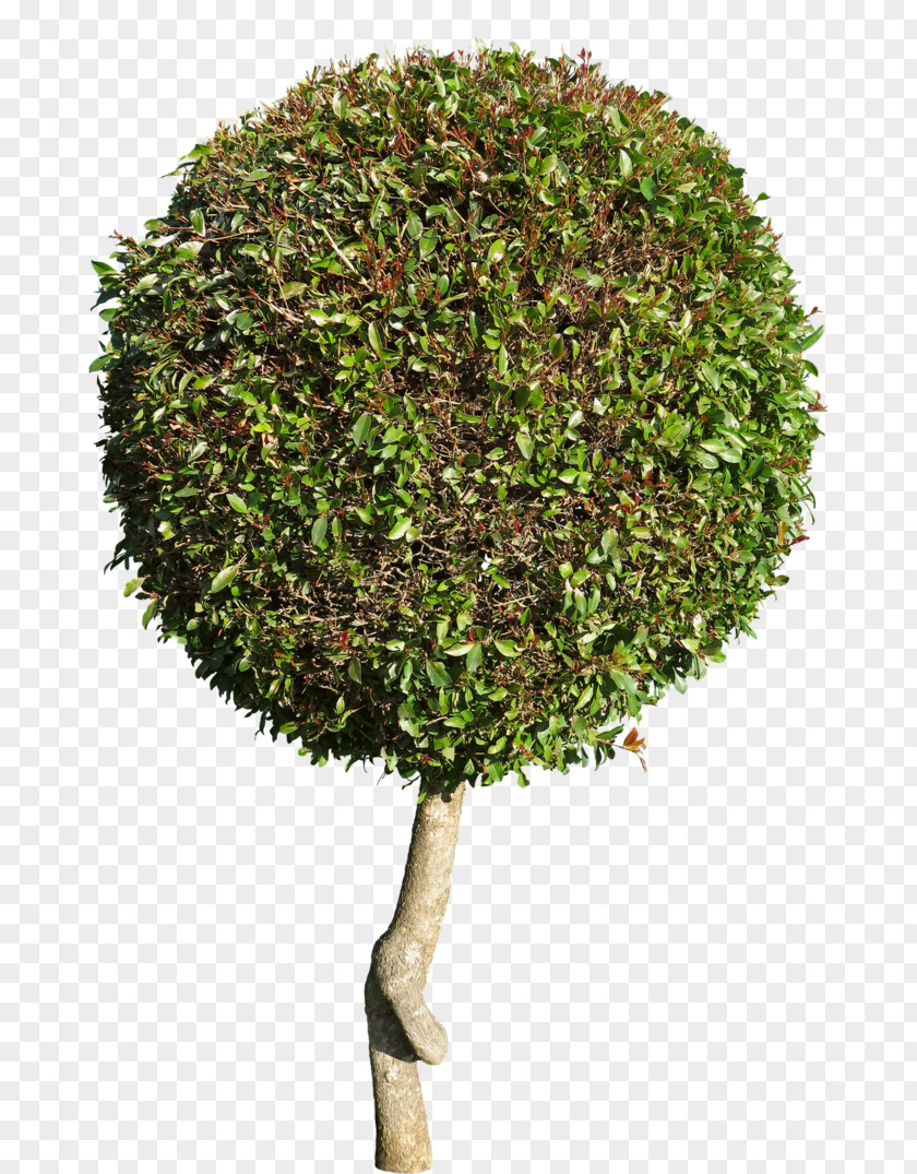 Tree Shrub Flowerpot PNG