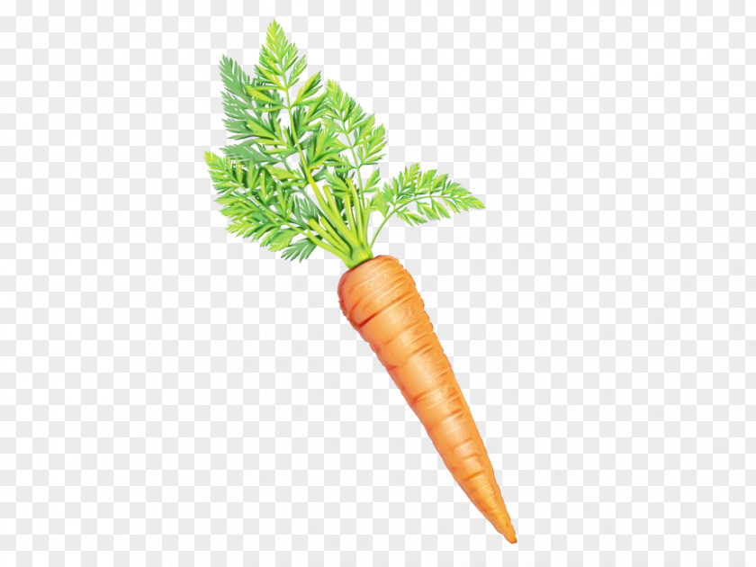 Arracacia Xanthorrhiza Plant Carrot Cartoon PNG