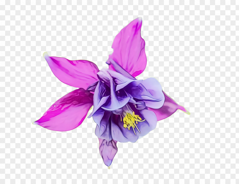 Cattleya Dendrobium Flowering Plant Flower Violet Purple Petal PNG