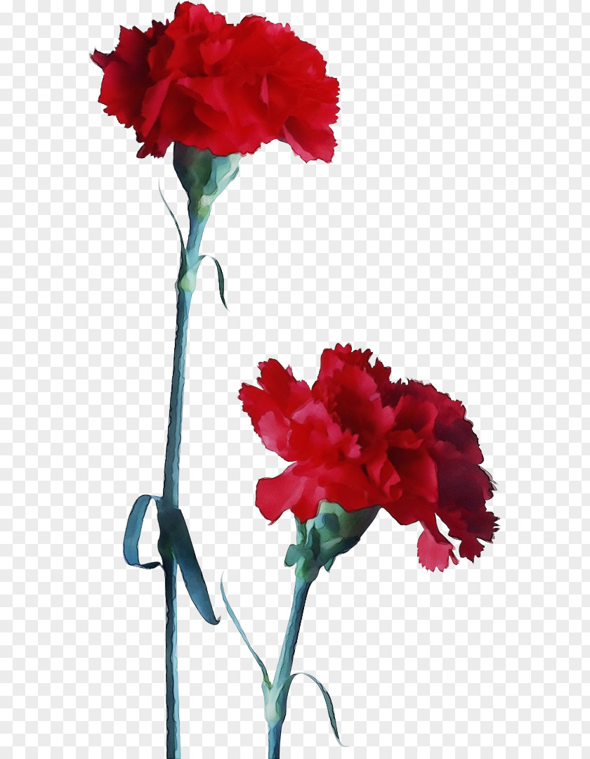 Plant Stem Dianthus Flower Carnation Red Cut Flowers PNG
