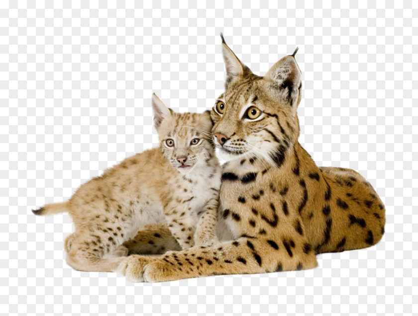 Tiger Eurasian Lynx Felidae Desktop Wallpaper Vertebrate PNG