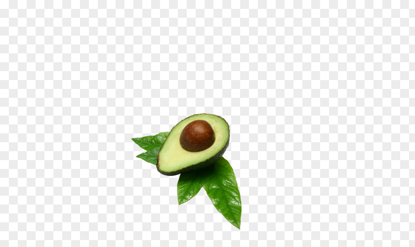 Avocado Hass Icon PNG