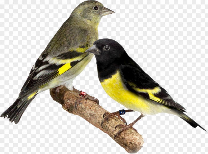 Bird Domestic Canary Brambling Passerine Yellow-bellied Siskin PNG