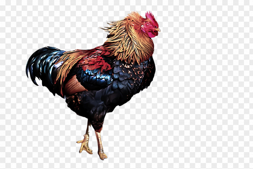 Chicken Bird Rooster Comb Poultry PNG
