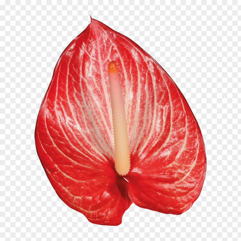 Flower Anthurium Andraeanum Plant Stem Petal PNG