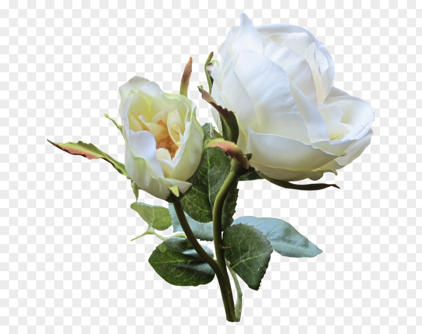 Flower Garden Roses White Cabbage Rose Clip Art PNG