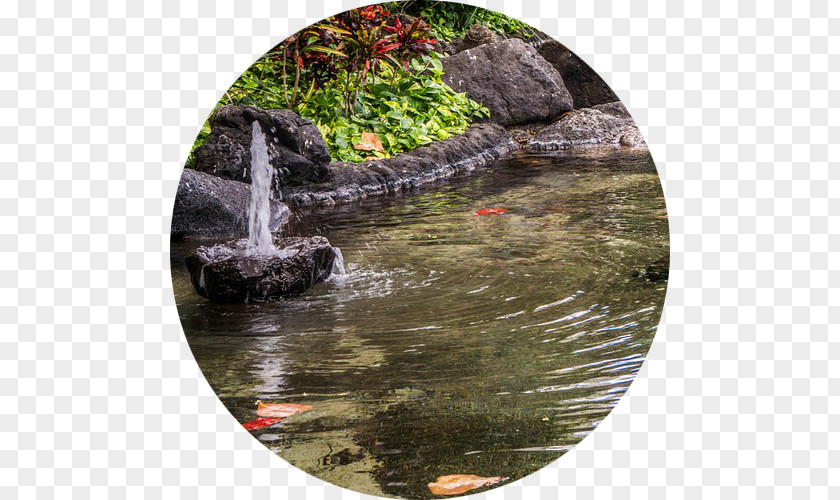 Pond East Bay Koi Fish Water Feature PNG