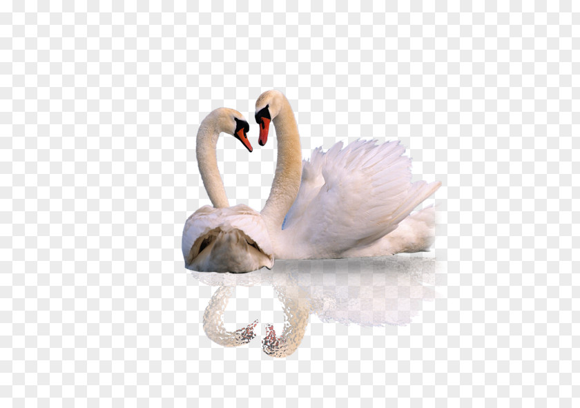 White Swan Mute Animal Wallpaper PNG