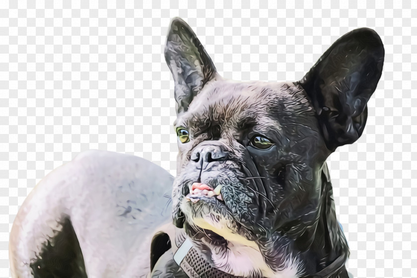 Boxer Pug Cute Dog PNG