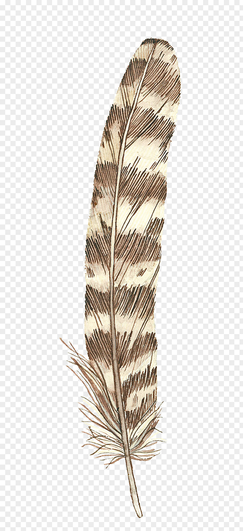 Brown Feathers Feather Drawing PNG