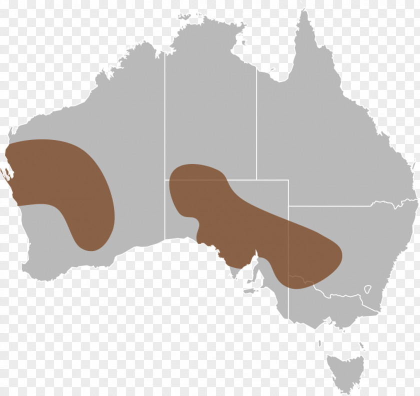 DISTRIBUTION Australia Vector Map PNG