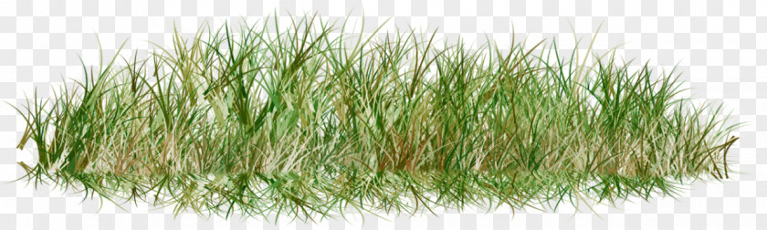 Grass Lawn Clip Art Image Grasses PNG