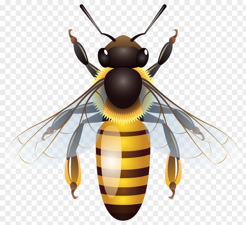 Honey Bee Insect Clip Art PNG