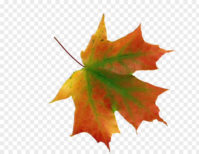 Maple Leaf Icon Clip Art Psd Transparency Autumn Color PNG