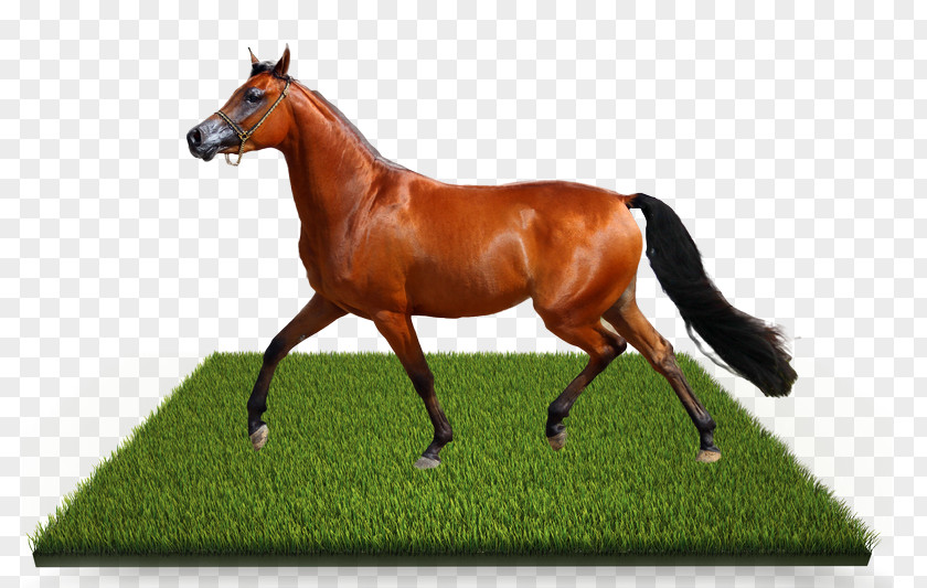 Mare Foal Stallion Colt PNG Colt, out of bound clipart PNG