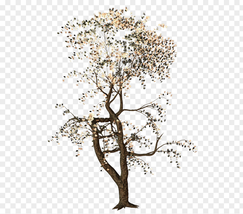 Old Trees Twig Tree Deciduous Acer Ginnala PNG