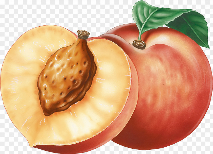 Peach Image Nectarine Clip Art PNG