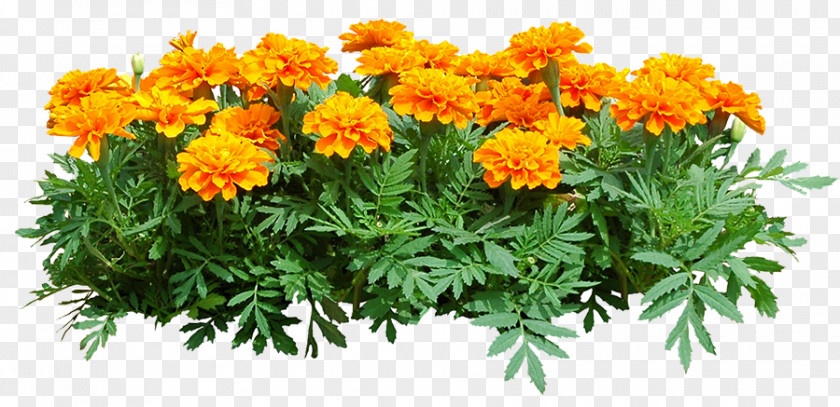 Plant Shrub Chrysanthemum Marigold PNG