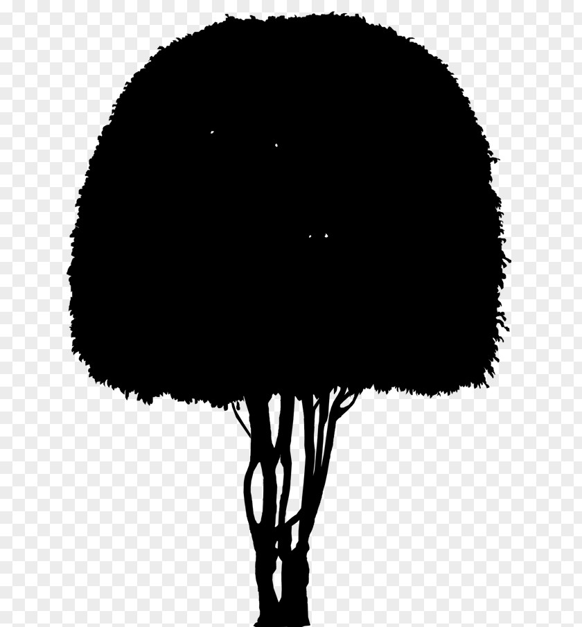 Tree Silhouette Sky Black M PNG