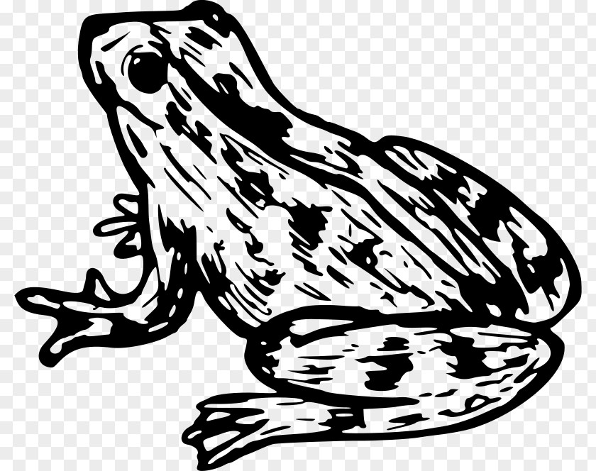 Wood Frog Tree Lion Drawing PNG