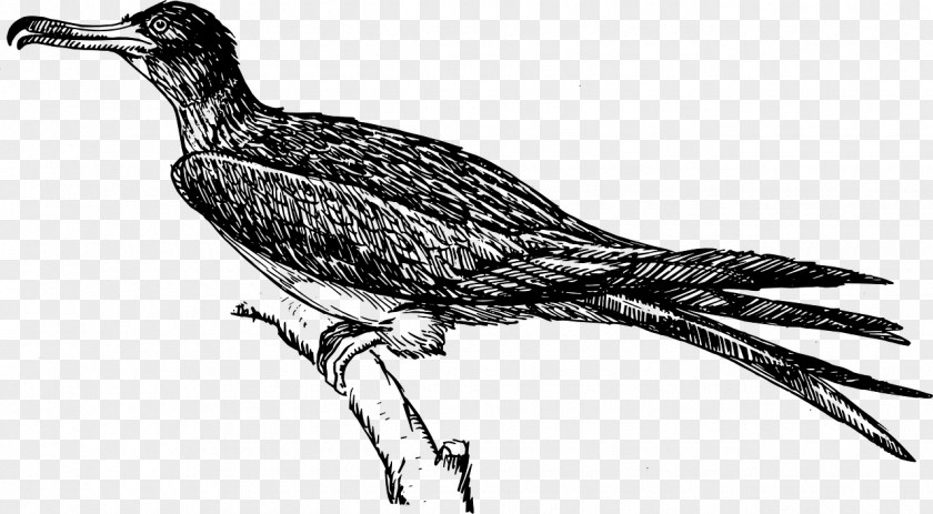 Bird Frigatebird Clip Art PNG