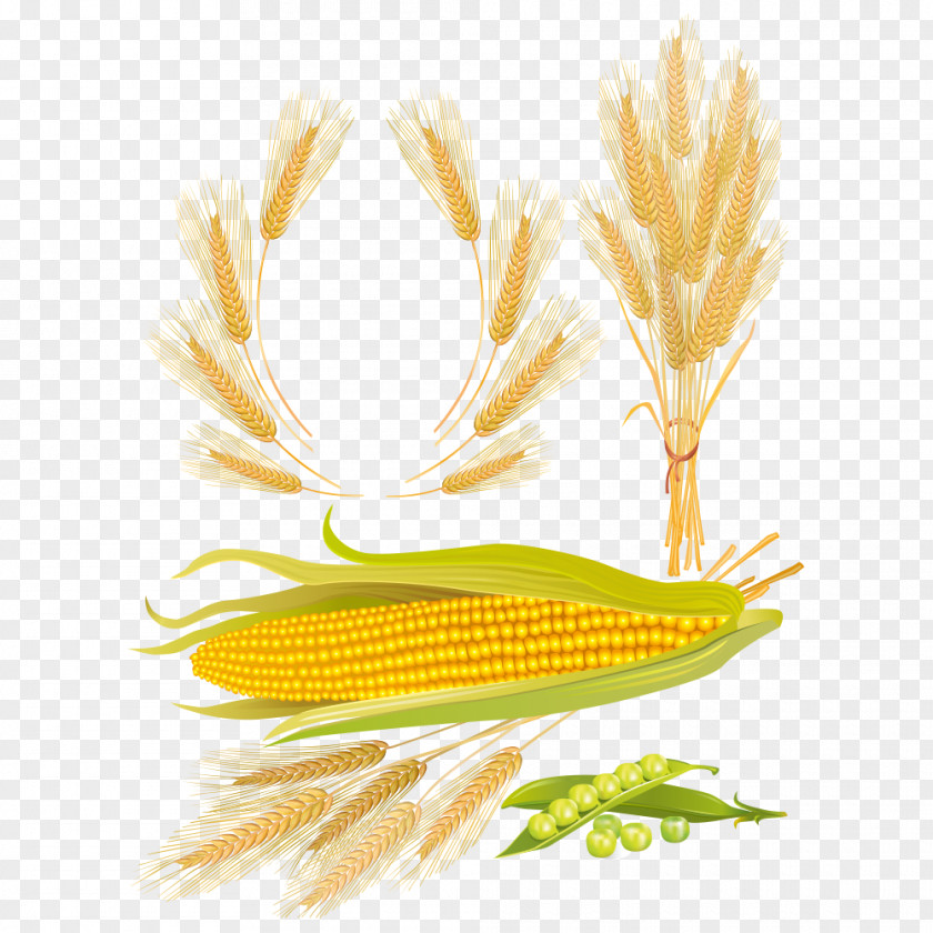 Corn Maize Wheat Kernel PNG