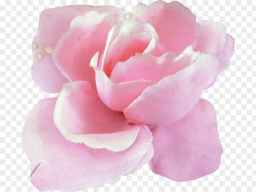 Flower Garden Roses Beach Rose Centifolia Silhouette PNG