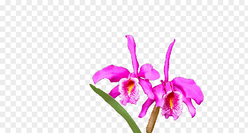 Flowers And Birds Crimson Cattleya God Imam Tawakkul Allah PNG