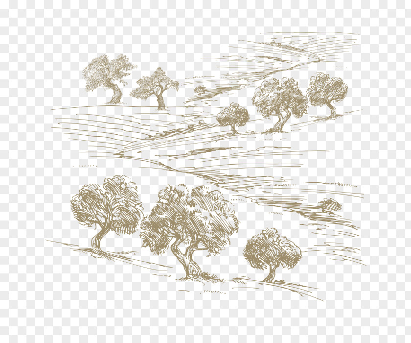 Olive Leaves Drawing Oil Tree PNG