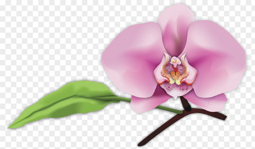 Orchid Leaves Digital Art Moth Orchids Photography San Luis Obispo PNG