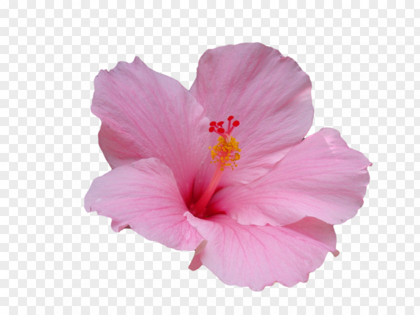Pink Flower Hawaiian Hibiscus Plant Stem PNG